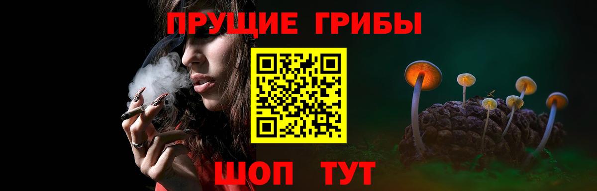 Псилоцибиновые грибы Cubensis Рославль